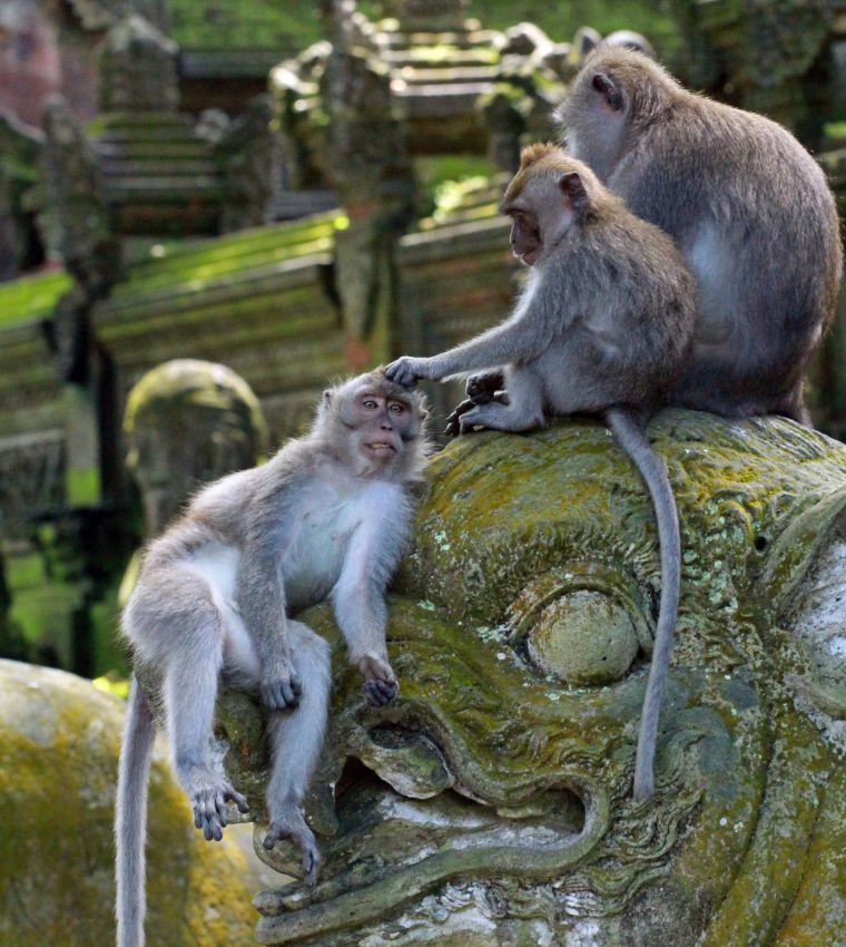 Templo dos Macacos em Ubud