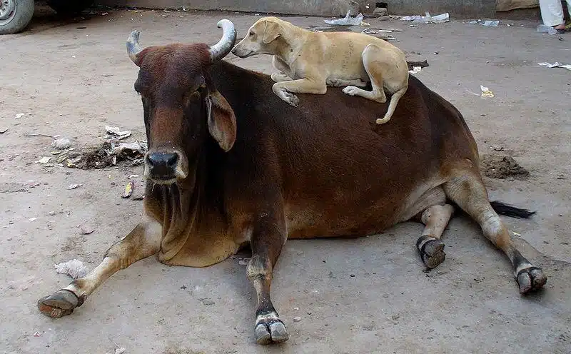 vacas são sagradas na Índia