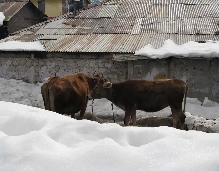 Vaca sagrada Índia